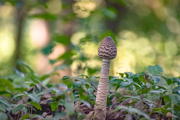 Primer Plano Del Hongo Macrolepiota Procera Bosque —  Fotos de Stock