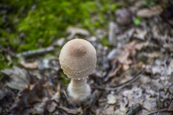 Närbild Makrolepiota Procera Svamp Skogen — Stockfoto