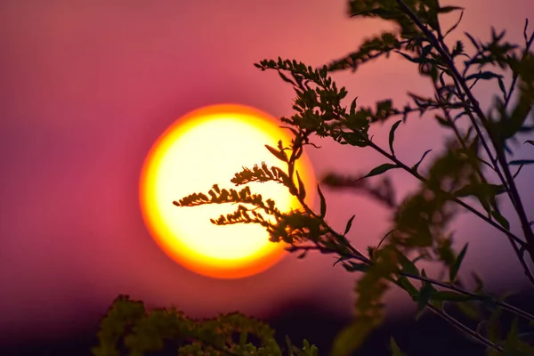 夕日を背景に風に吹かれた野生の植物 — ストック写真