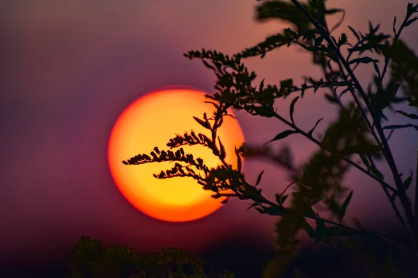 夕日を背景に風に吹かれた野生の植物 — ストック写真