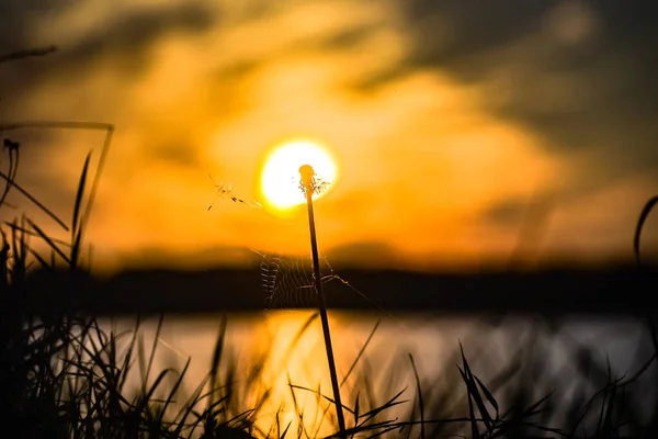 湖の夕日を背景にタンポポのシルエット — ストック写真