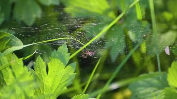Spinne Freier Wildbahn Einem Sonnigen Tag — Stockvideo