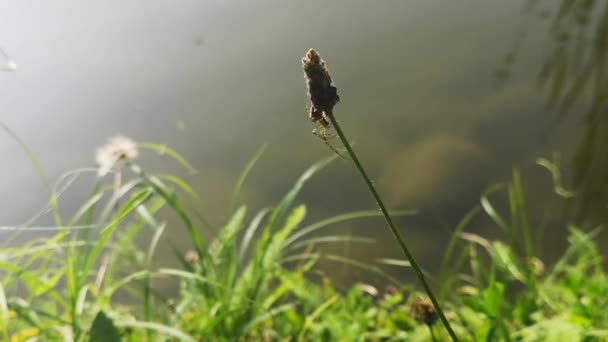 Spinne Freier Wildbahn Einem Sonnigen Tag — Stockvideo