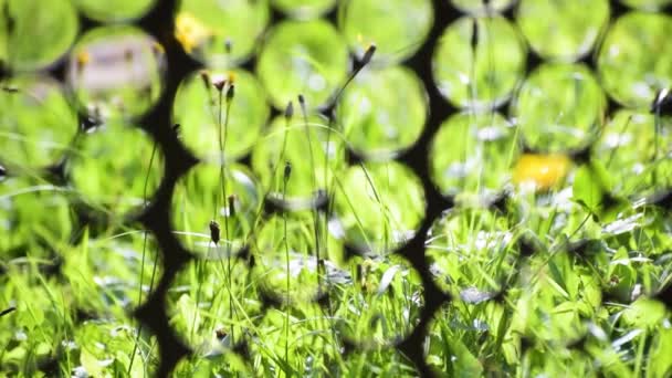 Naturlandskap Genom Ett Vackert Staket — Stockvideo