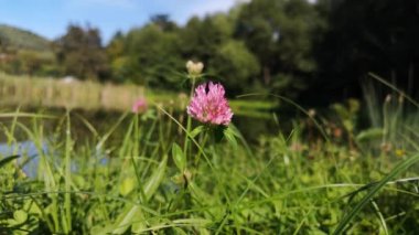 Göl kenarında pembe yonca çiçeği