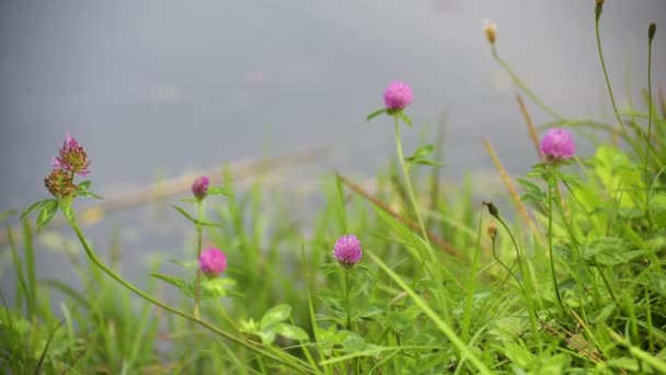 Roze Klaver Bloem Bij Het Meer — Stockvideo