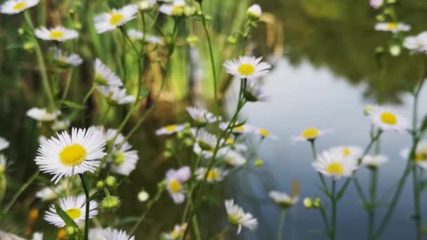 Inflorescence Flowers Phalacroloma Annuum Close — Stock Video