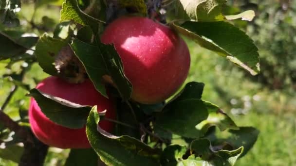 Red Ripe Apples Branch — Stock Video