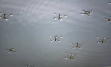 Güneşli bir günde suyun yüzeyindeki doğal koşullarda gölet yürüyüşçüleri