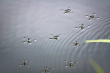 Güneşli bir günde suyun yüzeyindeki doğal koşullarda gölet yürüyüşçüleri