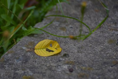 Düşmüş sarı yaprak, gülen bir yüz gibi.