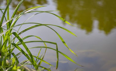 Suyun kenarında genç bir kedi kuyruğunun sulu yaprakları.
