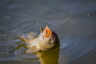 Yakaladık aynalı sazanı