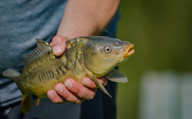 Yakaladık aynalı sazanı