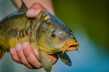 Yakaladık aynalı sazanı