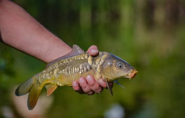 Yakaladık aynalı sazanı