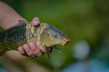 Yakaladık aynalı sazanı