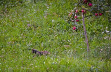 Üç renkli takım elbiseli evcil kedi çimenlerde avlanır.