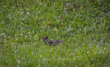 Üç renkli takım elbiseli evcil kedi çimenlerde avlanır.