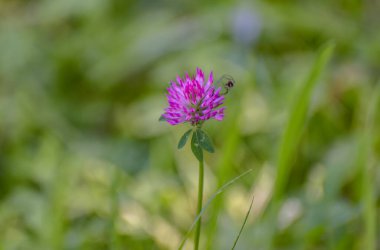 Güneşli bir günde vahşi ortamda örümcek