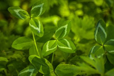 Sulu yeşil yaban yoncalarına yakın çekim