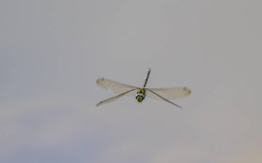 Uçan bir kaplan yusufçuğuna yakın çekim