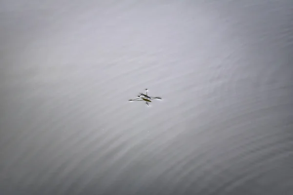 Teichläufer Unter Natürlichen Bedingungen Auf Der Wasseroberfläche Einem Sonnigen Tag — Stockfoto