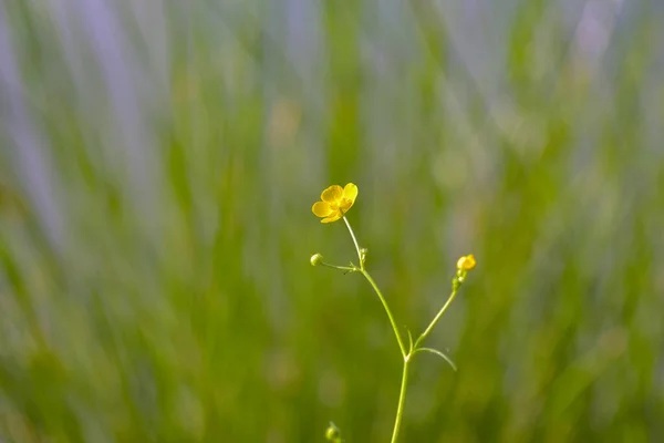 Brillante Flor Silvestre Amarilla Junto Lago — Foto de Stock