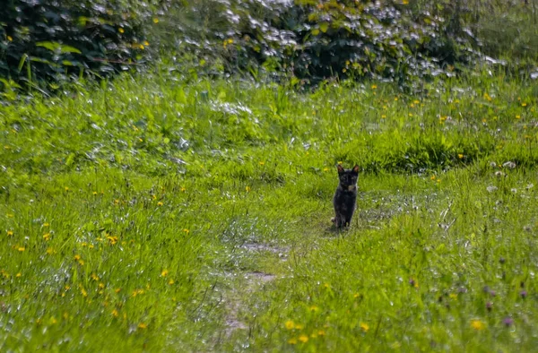 Hauskatze Trikolore Anzug Jagt Gras — Stockfoto