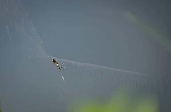 Pavouk Divočině Slunečného Dne — Stock fotografie