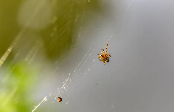 Aranha Natureza Dia Ensolarado — Fotografia de Stock