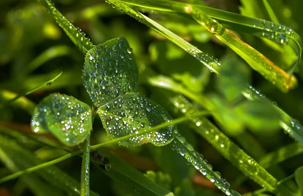 Belle Gocce Rugiada Una Succosa Pianta Verde — Foto Stock