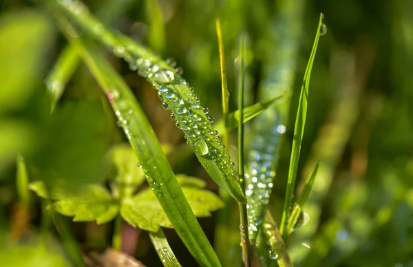 Belle Gocce Rugiada Una Succosa Pianta Verde — Foto Stock