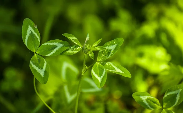 Sulu Yeşil Yaban Yoncalarına Yakın Çekim — Stok fotoğraf