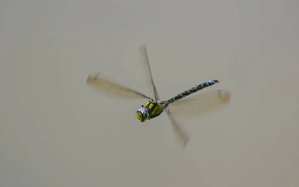 Close Tiger Dragonfly Flight — Stock Photo, Image