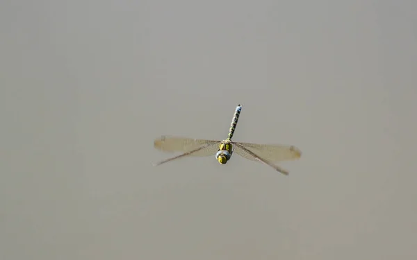 飛行中のトラトンボの接近 — ストック写真