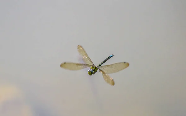 Close Tiger Dragonfly Flight — Stock Photo, Image