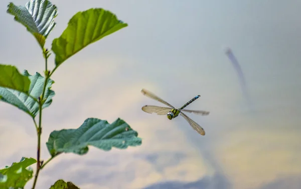 Gros Plan Une Libellule Tigrée Vol — Photo