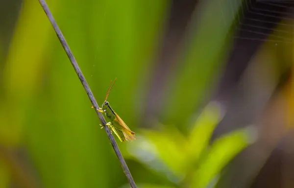 줄기에 메뚜기 — 스톡 사진