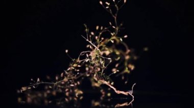 Kuru, kırılgan çiçekler daire şeklinde hareket eder.