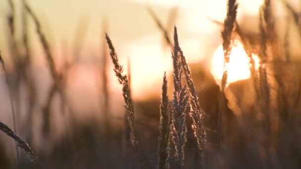 Pluizige Wilde Plant Achtergrond Van Herfst Zonsondergang — Stockvideo