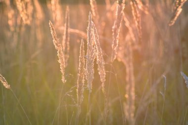 Sonbahar günbatımının arka planında tüylü yabani bitki