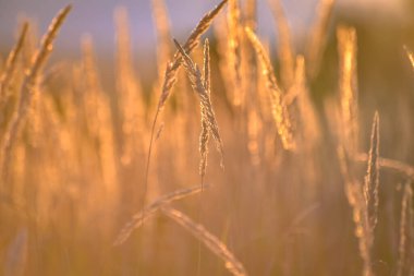 Sonbahar günbatımının arka planında tüylü yabani bitki