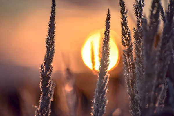 Flauschige Wildpflanze Vor Dem Hintergrund Des Herbstlichen Sonnenuntergangs — Stockfoto