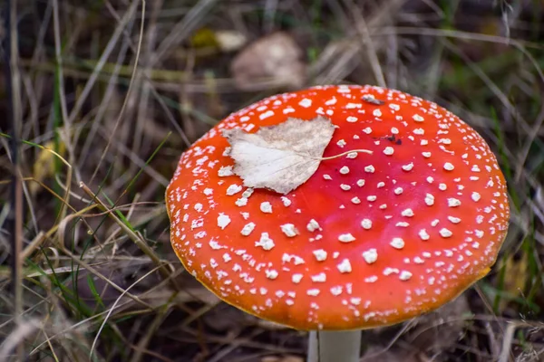 Cogumelo Vermelho Venenoso Brilhante Grama — Fotografia de Stock
