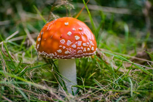 Champiñón Rojo Venenoso Brillante Hierba — Foto de Stock