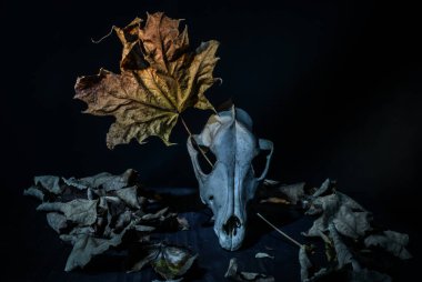 Cadılar Bayramı köpek kafatası ile hayat dolu