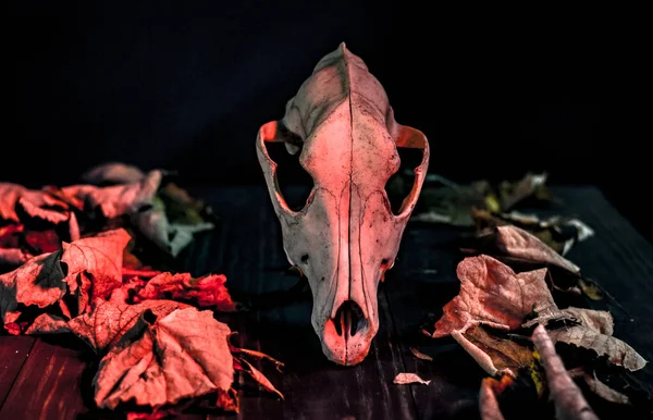 Bodegón Halloween Con Cráneo Perro — Foto de Stock