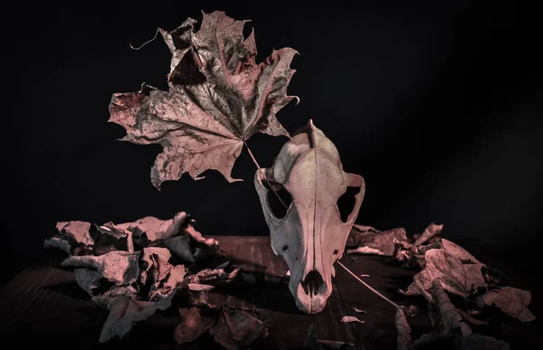 Halloween Stillleben Mit Hundeschädel — Stockfoto