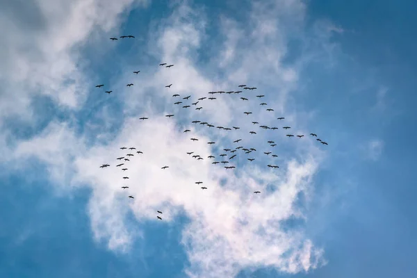 Bando Grous Está Voando Céu Tempestuoso — Fotografia de Stock